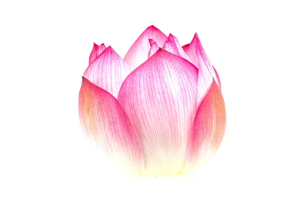 Roze Lotus Isoleren Witte Achtergrond — Stockfoto