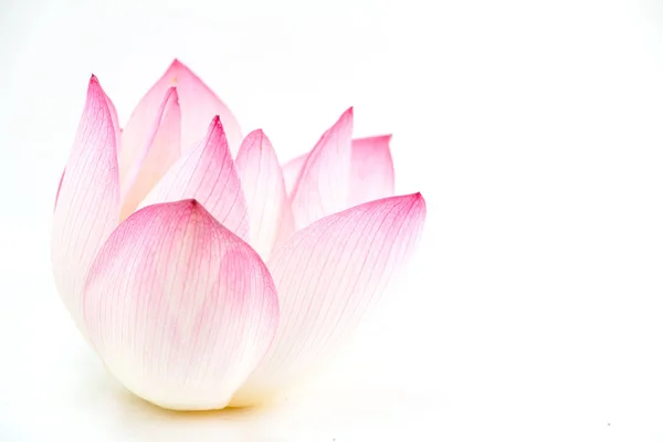 Prachtige Lotus Geïsoleerd Witte Achtergrond — Stockfoto