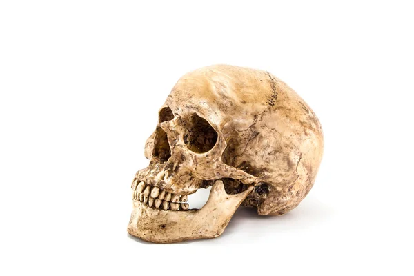 Vista Lateral Crânio Humano — Fotografia de Stock