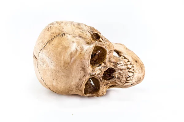 Kafatası Beyaz Arkaplanda Izole Edildi — Stok fotoğraf