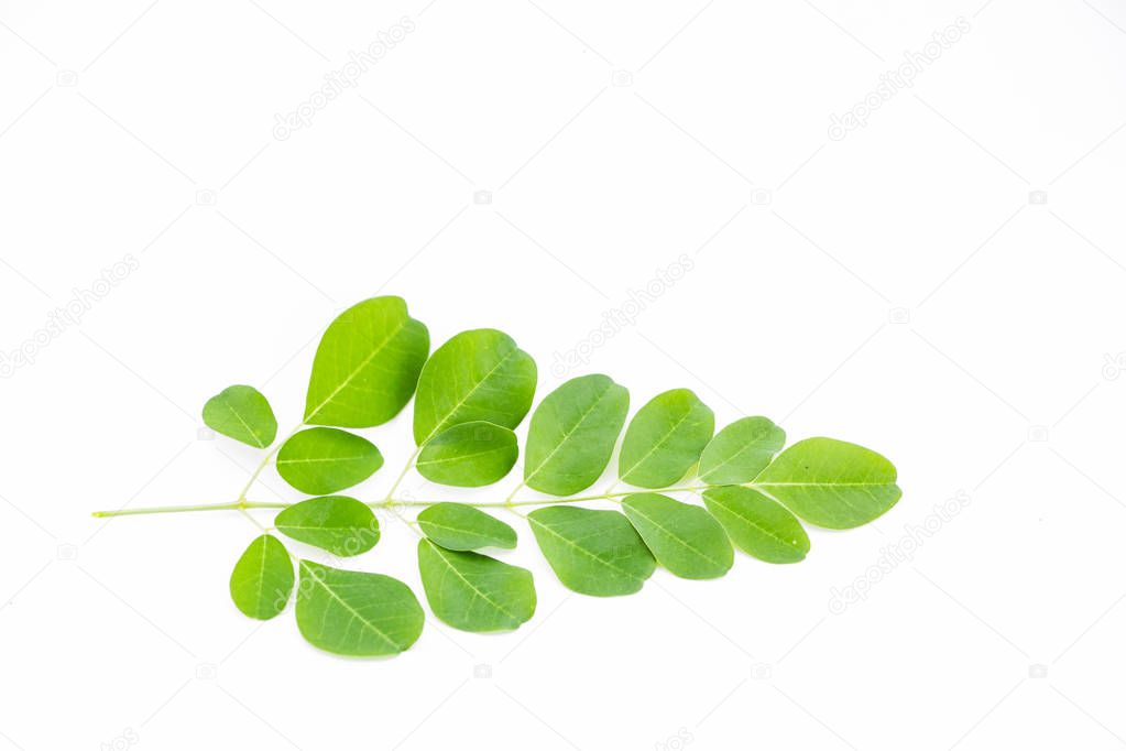 moringa leaf isolated on white background