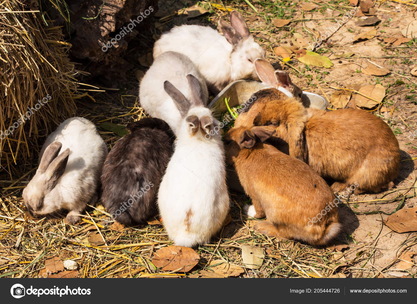 Мясо кролика картинки, стоковые фото Мясо кролика | Depositphotos
