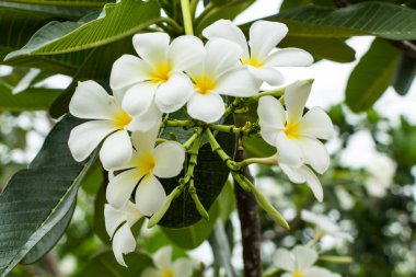 Leelawadee çiçek yakın çekim 