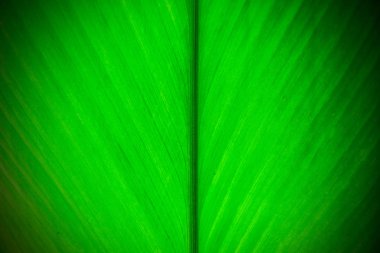 Arkaplan olarak yeşil yaprağın dokusu