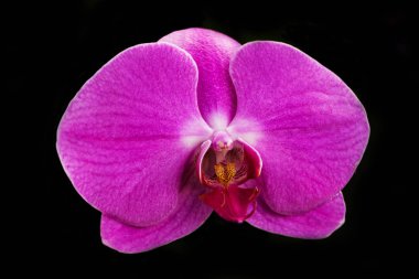 Bahçedeki güzel orkide çiçeği 