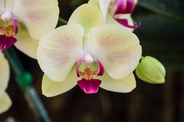 Bahçe içinde güzel orkide çiçekler 