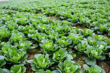 Kırsal bölgedeki Çin lahana tarlası.