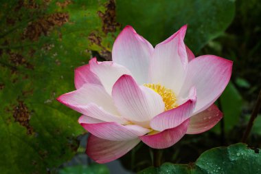 Lotus çiçeği ve lotus çiçek bitki