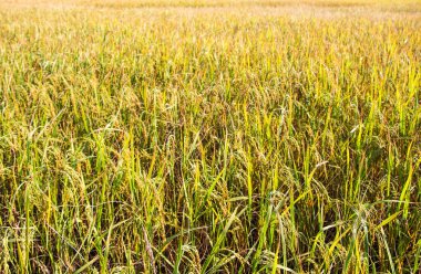 Sonbahar pirinç alan tarım kavramı 