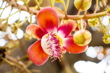 Buda çiçek / Bodhi ağacı, Bo (dan Sinhal olarak da bilinir