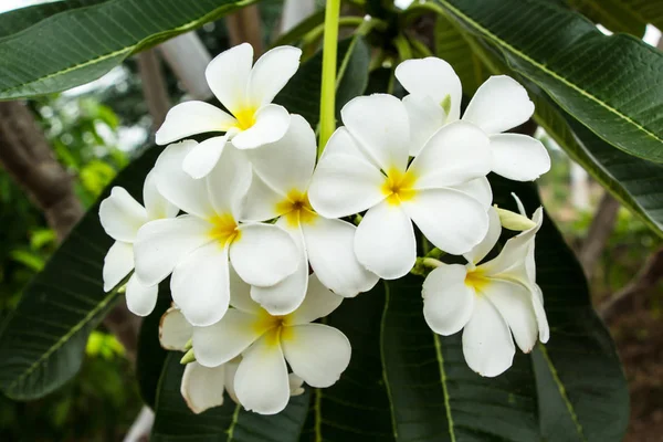 Fiori Leelawadee Vicino — Foto Stock