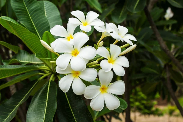 Bílé Květy Plumeria Květiny — Stock fotografie