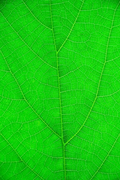 Υφή Πράσινου Φύλλου Φόντο — Φωτογραφία Αρχείου