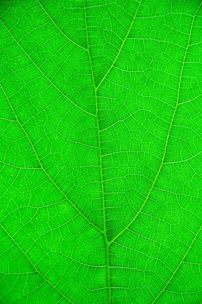 Texture Una Foglia Verde Come Sfondo — Foto Stock