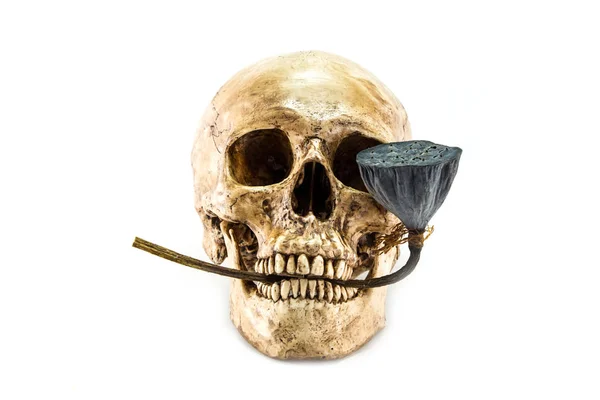 人間の頭蓋骨と白い背景 ハロウィーンの蓮の実 — ストック写真