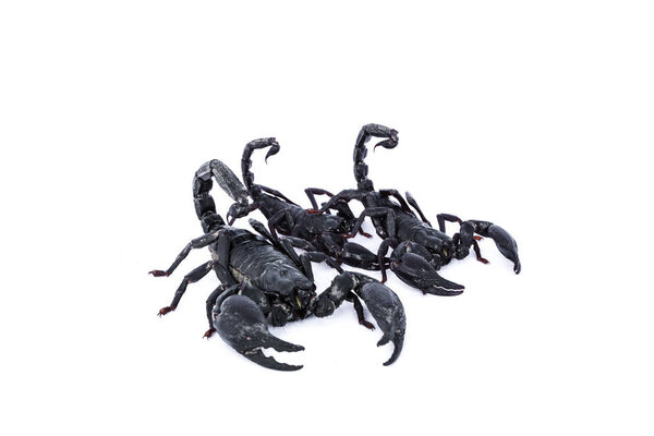 black scorpions isolated on white background 