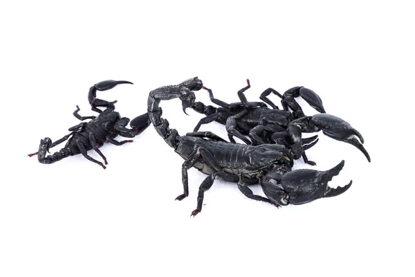 Black Scorpions Isolated White Background — Stock Photo, Image