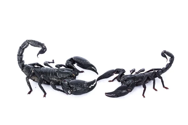 Scorpion Negru Alb Izolat — Fotografie, imagine de stoc