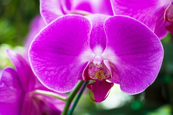 Vackra Orkidé Blommor Trädgården — Stockfoto