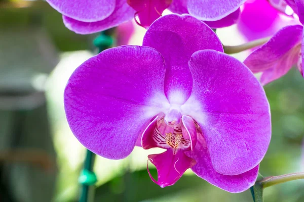 Piękne Kwiaty Orchidei Ogrodzie — Zdjęcie stockowe