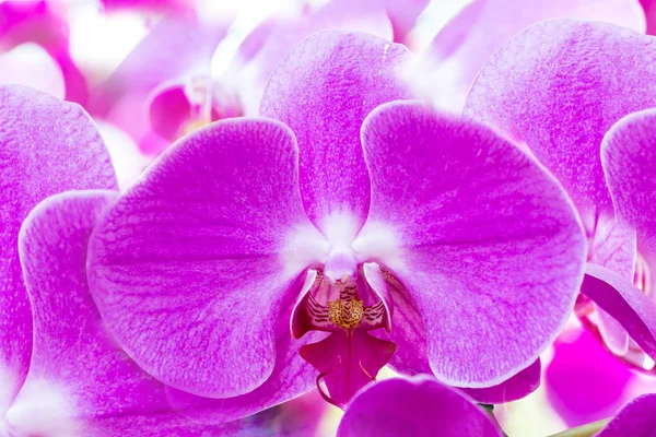Hermosas Flores Orquídea Jardín —  Fotos de Stock