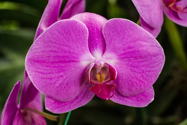 Piękne Kwiaty Orchidei Ogrodzie — Zdjęcie stockowe