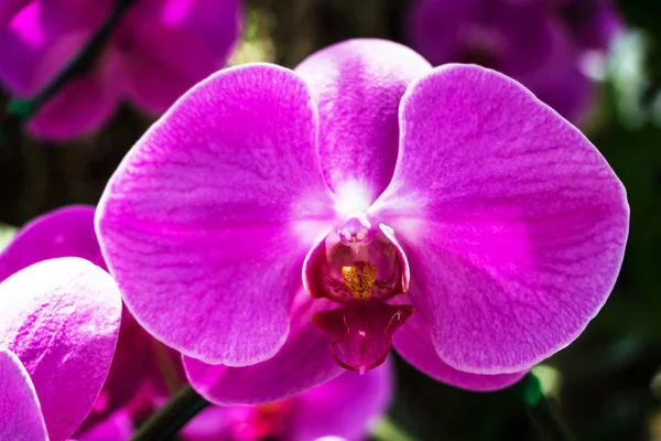 Hermosas Flores Orquídea Jardín —  Fotos de Stock