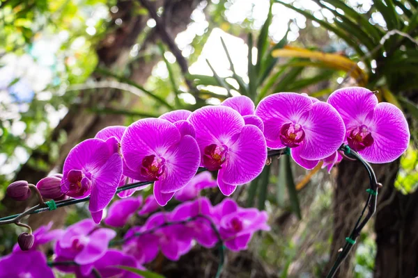 Hermosas Flores Orquídea Jardín — Foto de Stock