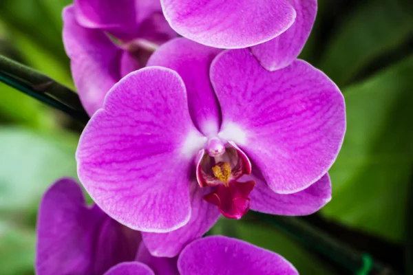 Piękne Kwiaty Orchidei Ogrodzie — Zdjęcie stockowe