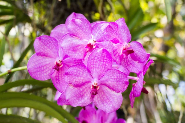 Hermosas Flores Orquídea Jardín — Foto de Stock