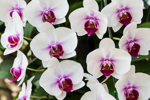 Hermosas Flores Orquídea Jardín —  Fotos de Stock