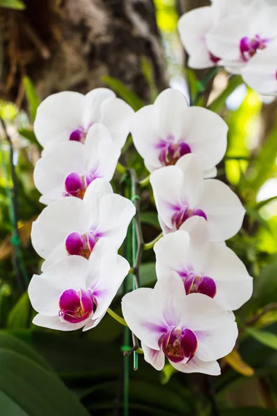 Schöne Orchideenblumen Garten — Stockfoto