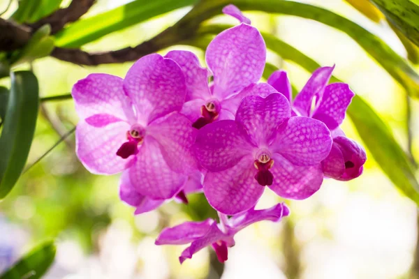 Hermosas Flores Orquídea Jardín —  Fotos de Stock