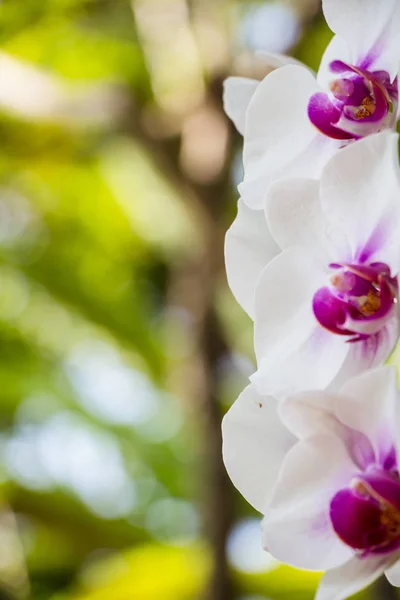 Krásné Květy Orchidejí Zahradě — Stock fotografie