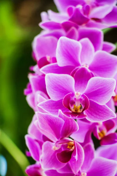 Vackra Orkidé Blommor Trädgården — Stockfoto