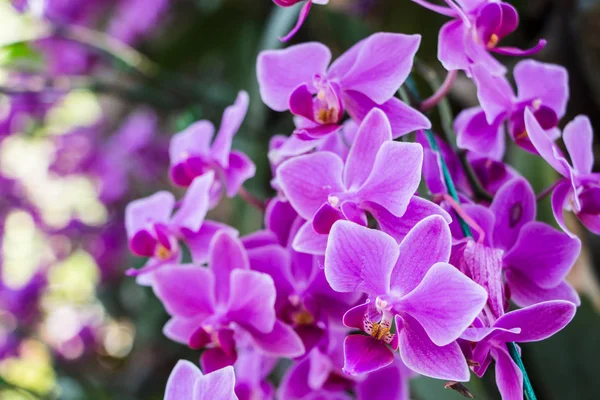 Hermosas Flores Orquídea Jardín —  Fotos de Stock