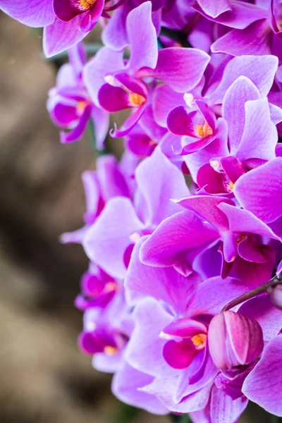 Vackra Orkidé Blommor Trädgården — Stockfoto