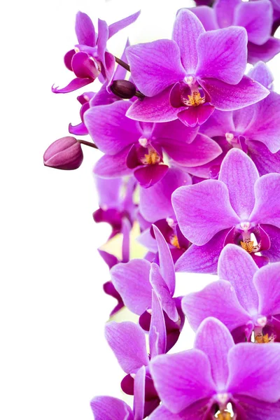 Krásné Květy Orchidejí Zahradě — Stock fotografie