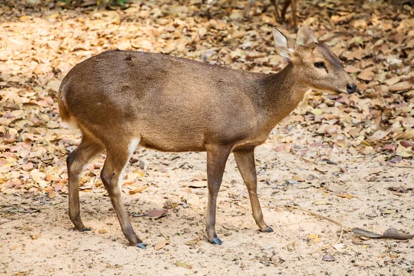 Primo Piano Giovani Cervi Sulla Foresta Attenzione Selettiva — Foto Stock