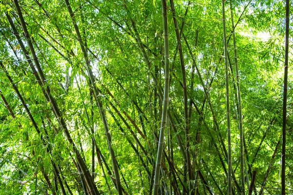 Prachtig Uitzicht Bamboo Forest — Stockfoto
