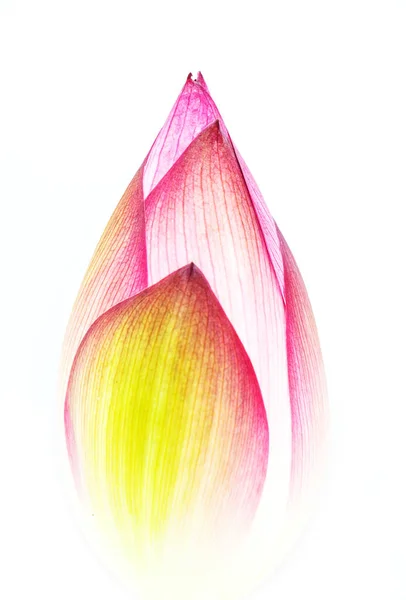 Квітка Лотоса Ізольована Білому Тлі — стокове фото
