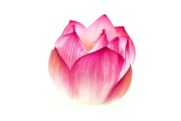Pink Lotus Isolate White Background — Stock Photo, Image