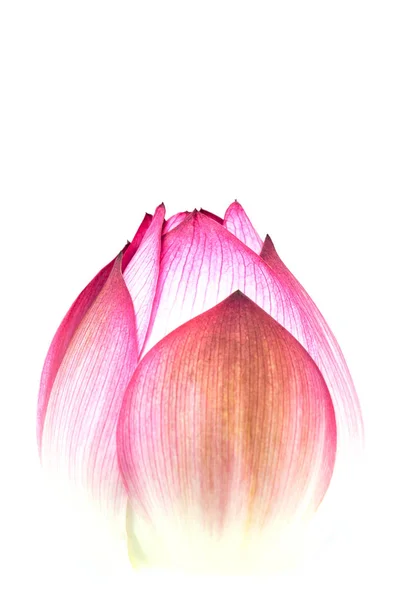Kwiat Lotosu Izolowany Białym Tle — Zdjęcie stockowe