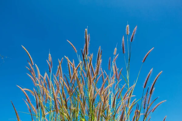 Brown Grass Plumes with blue sky