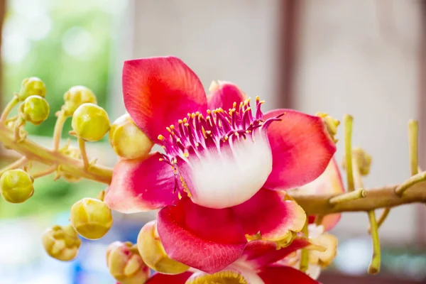 Buddha Flower Bodhi Tree Also Known Sinhal — Stock Photo, Image