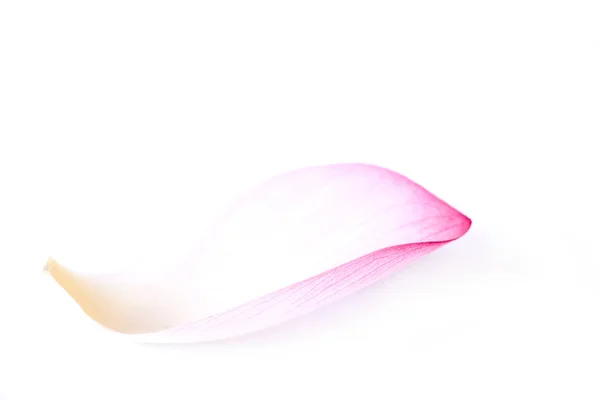 Studio Shot Rose Flower Petal — Stock Photo, Image