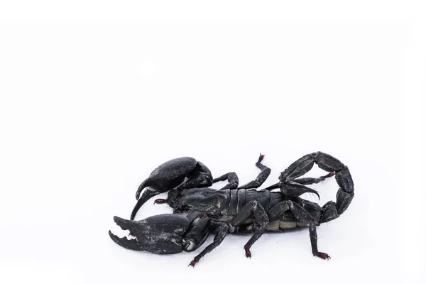 Scorpion Negru Fundal Alb — Fotografie, imagine de stoc