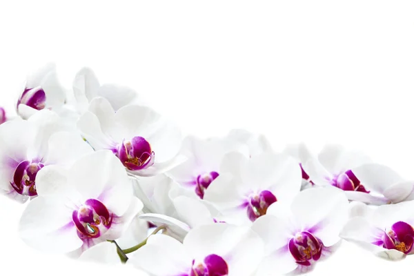 Beautiful Orchid Flowers Garden Royalty Free Stock Images