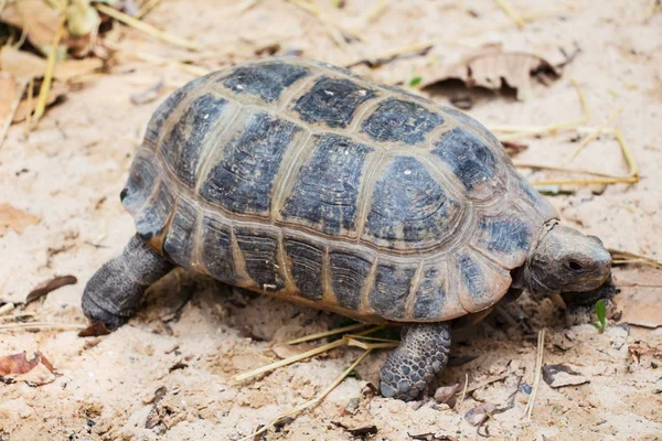 Cute Tortoise Close Stock Picture