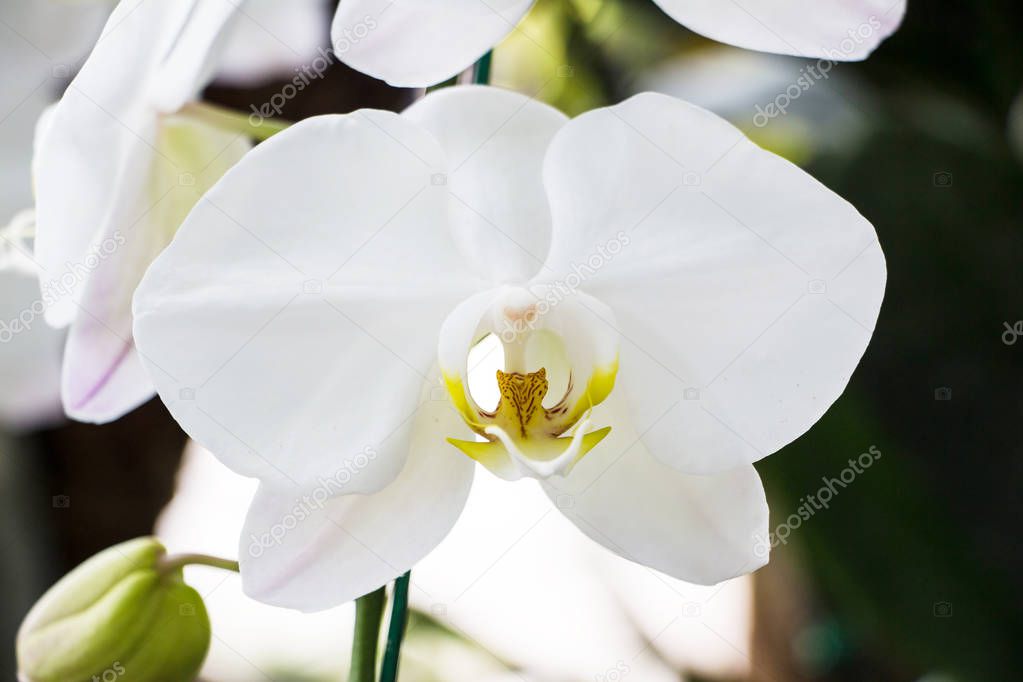 beautiful orchid flowers in garden 